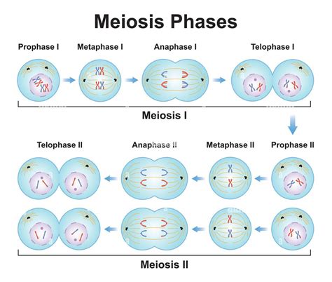 Meiosis .
